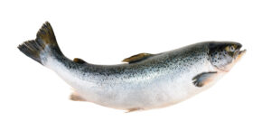 Salmon fish Imenco Aqua